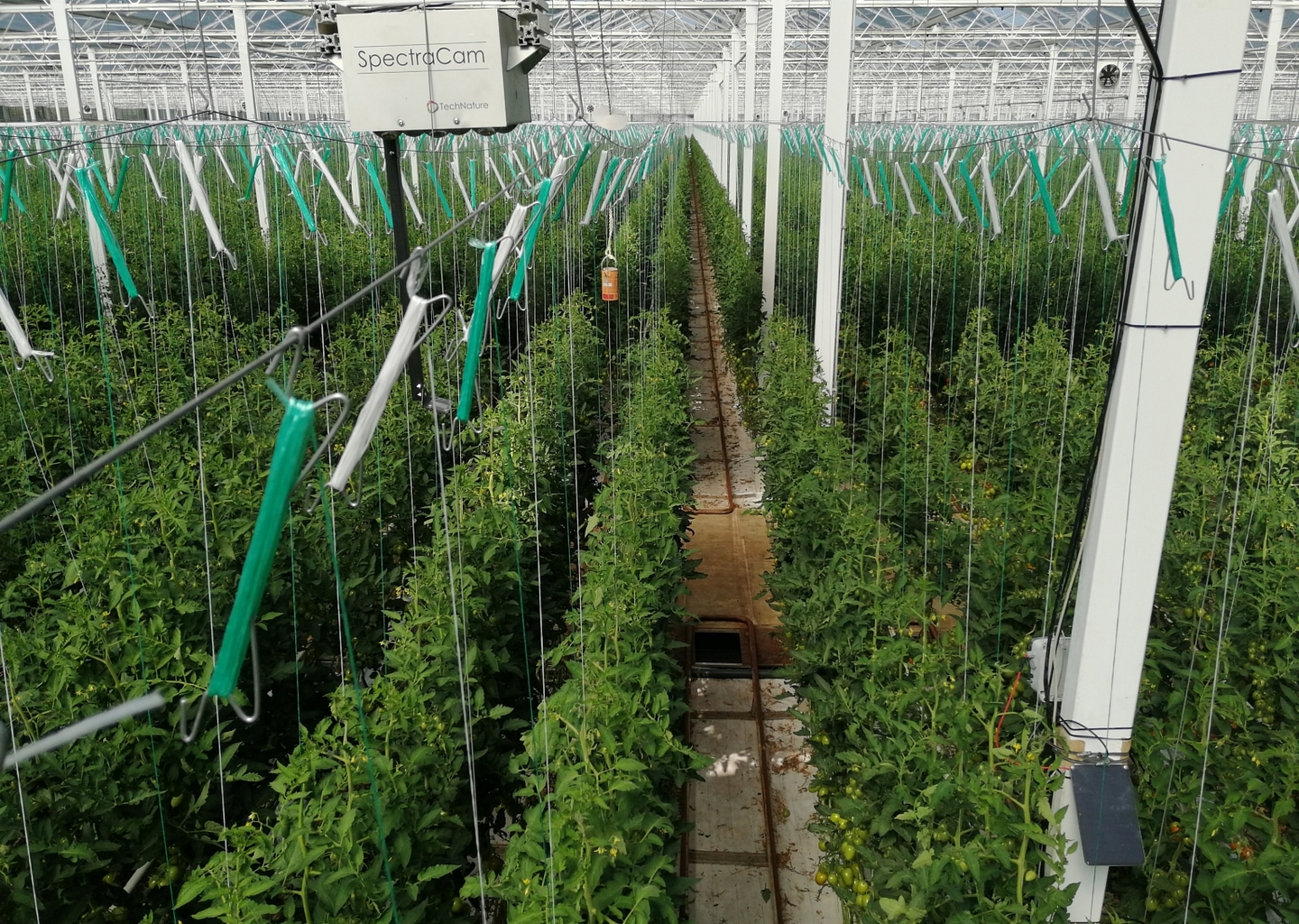 Succescase Groeikracht in tomaat waarnemen