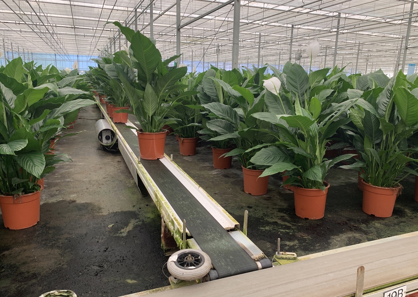 Succescase Laat de robot de zware potplanten tillen optie 2