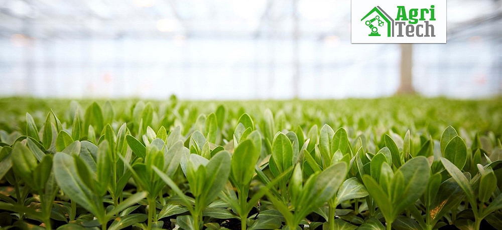 Succescase Zaad en plantkwaliteit beoordelen met AI vraag alternatief aan